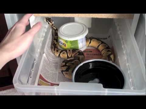 how to care for a baby ball python