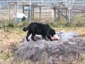 Thanksgiving at The Wildcat Sanctuary- 2009