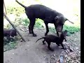 nera e liga con i loro cuccioli Kurzhaar bracco tedesco nera e liga con i loro cuccioli Kurzhaar bracco tedesco