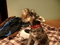 Zelda Twilight Princess vs. mi perro Thor