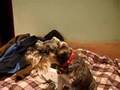 Zelda Twilight Princess vs. mi perro Thor