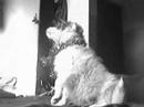 doggy dancing yay