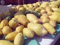 Rehovot Sukkot 2008