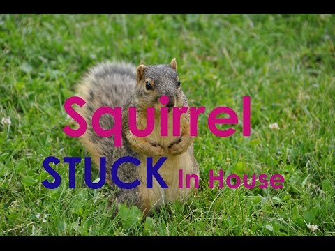 how to stop squirrels climbing drain pipes