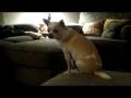 videos de random chihuahua vid