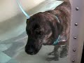 Fagin at Hydrotherapy