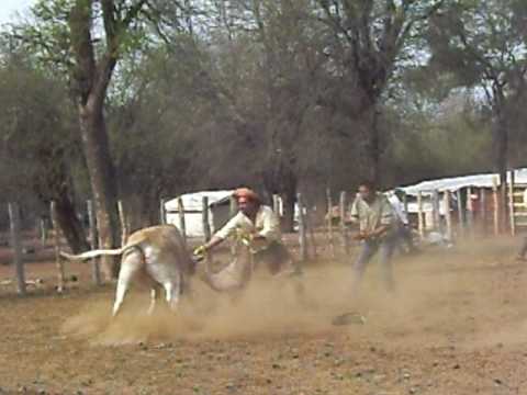 EL COYA - YERRA Y PIALADA
