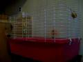 videos de Feeding time