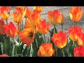 Keukenhof Spring Flower Show