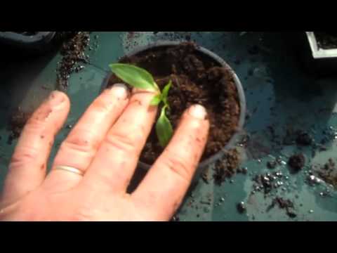 how to transplant chilli seedlings