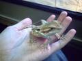My Bearded Dragon Pictures