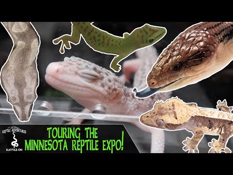 YouTube reptile video