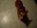 Corgi Dance of Sudduction