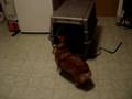videos de Corgi Dance of Sudduction