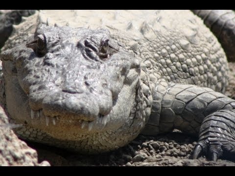 Mugger Crocodile