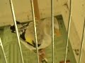 Darrrrek - Breeding carduelis major11