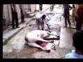 sacrifice of cow on eid-ulazha