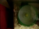 Hamster Escape Strategy Hamster Escape Strategy