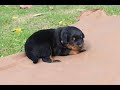 Beauceron du Fond des Camps - Chiots de Voltane du Murier de Sordeille et Balto