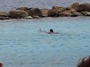 curacao 2008 dolphinshow deel2