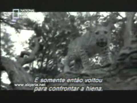 شاهد اغرب ما ستراه عيناك سبحان الله العلي العظيم 