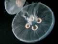 videos de Jellyfish at the Zoo