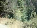 Wildeness BC
