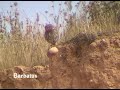 Mochuelo común - Athene noctua Mochuelo común - Athene noctua