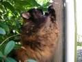 Cashew scratching her claws