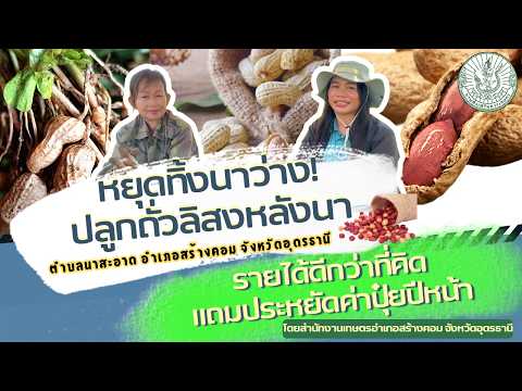 หยุดทิ้งนาว่าง ปลูกถั่วลิสงหลังนา รายได้ดีกว่าที่คิด แถมประหยัดค่าปุ๋ยปีหน้า ตำบลนาสะอาด อำเภอสร้างคอม จังหวัดอุดรธานี