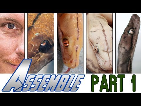 YouTube reptile video