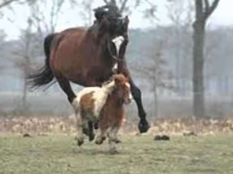 horses grand national horses grand national
