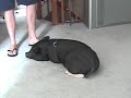 Pot Belly Pig Tricks Pot Belly Pig Tricks