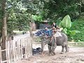 Ride Elephant Phuket
