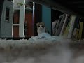 My scottish fold kitten, katamari, pouncing at the camera.
