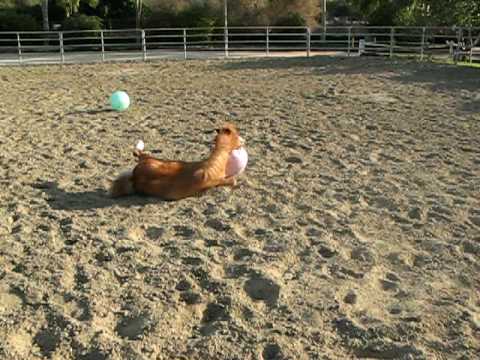 Watch 'Stuart and His Ball'