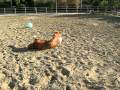 Weird video of the day: Miniature horse plays football