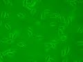Tetrahymena swimming