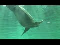 Sydney Aquarium Sydney Aquarium