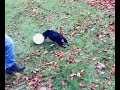 Lara mit Ball auf dem Berg.mp4