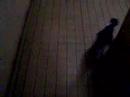 Paillasson le petit chat 5 Escort cat part 2 Paillasson le petit chat 5 Escort cat part 2