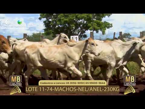 532� LEIL�O VIRTUAL MB LEIL�ES