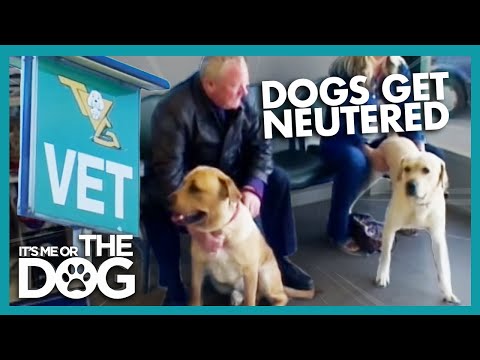 how to decide to put a dog down