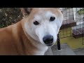 柴犬のチコチコ動画日記 #84 高梨めぐみ