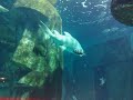 Sharks and threadfin at London Aquarium