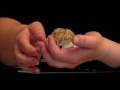 Pet Rodents : How to Train a Hamster