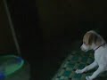 Minty-discovers-his-