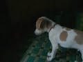 Minty-discovers-his-