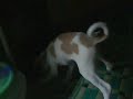 Minty-discovers-his-