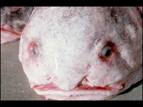 So, I had this for dinner  Blobfish, Fish, Blob fish in water